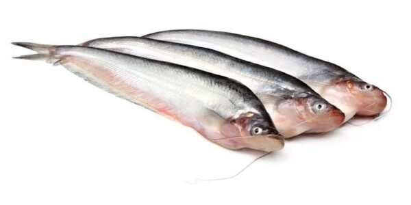 pabda fresh fish(পাবদা মাছ)