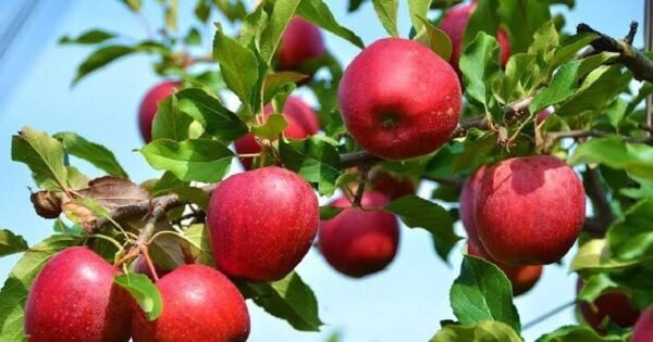 500 G Apple(আপেল)