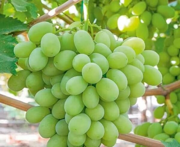 Grapes(টাটকা সবুজ আঙ্গুর ফল) - Image 2