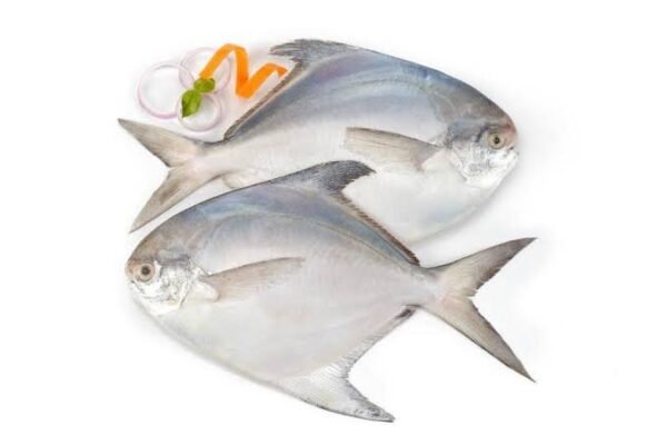 POMFRET FISH