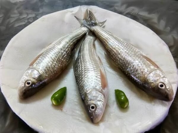 BATA FISH(জ্যান্ত বাটা মাছ)