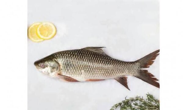 RUI FISH(রুই মাছ)