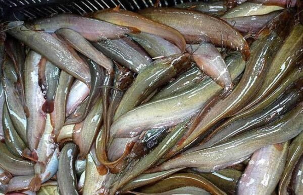 SHING FISH - Image 4