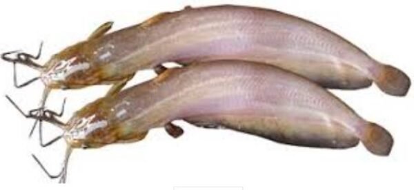 SHING FISH