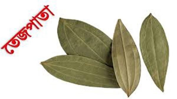 TEJPATTA(তেজপাতা) - Image 2