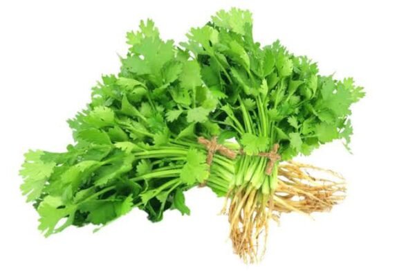 CORIANDER(ধনেপাতা)