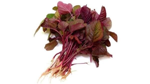 RED SPINACH(লাল শাক)