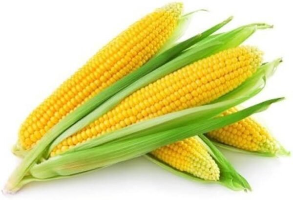 Sweet corn(ভুট্টা)