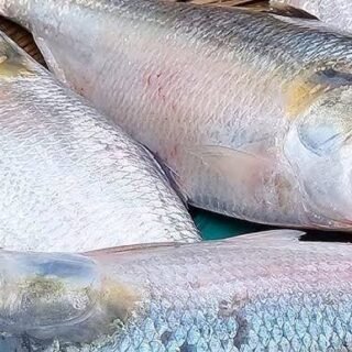 ইলিশ মাছ (1kg-থেকে1.250 মধ্যে) – Ilish  fish